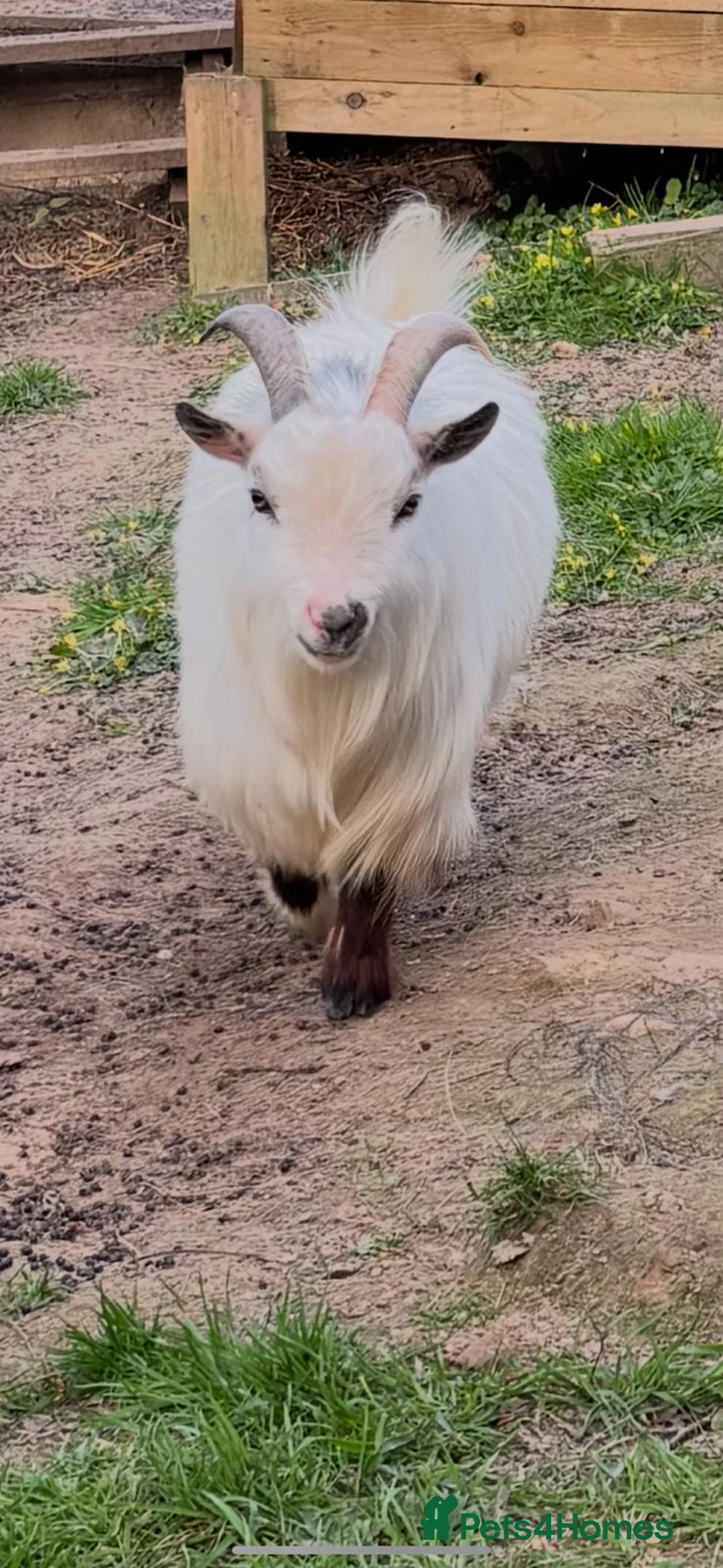 Goats livestock for sale: Registered Pygmy Billy Goat - Advert 1