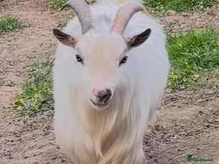 Goats livestock Registered Pygmy Billy Goat - Advert 6