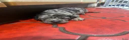 Mixed Breed dogs for sale: 4 Little Girls - Advert 13