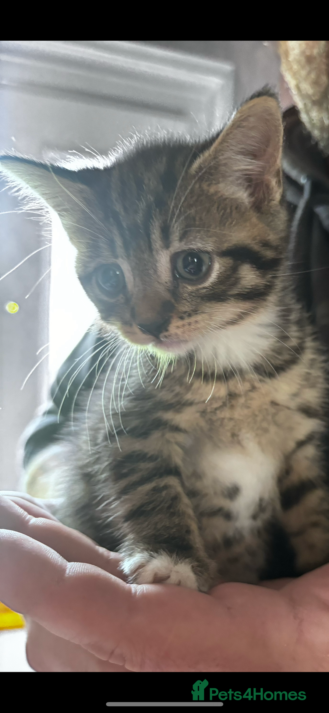 Mixed Breed cats for sale: Gorgeous kittens ready now 😍 x1 boy x2 girls  - Image 6