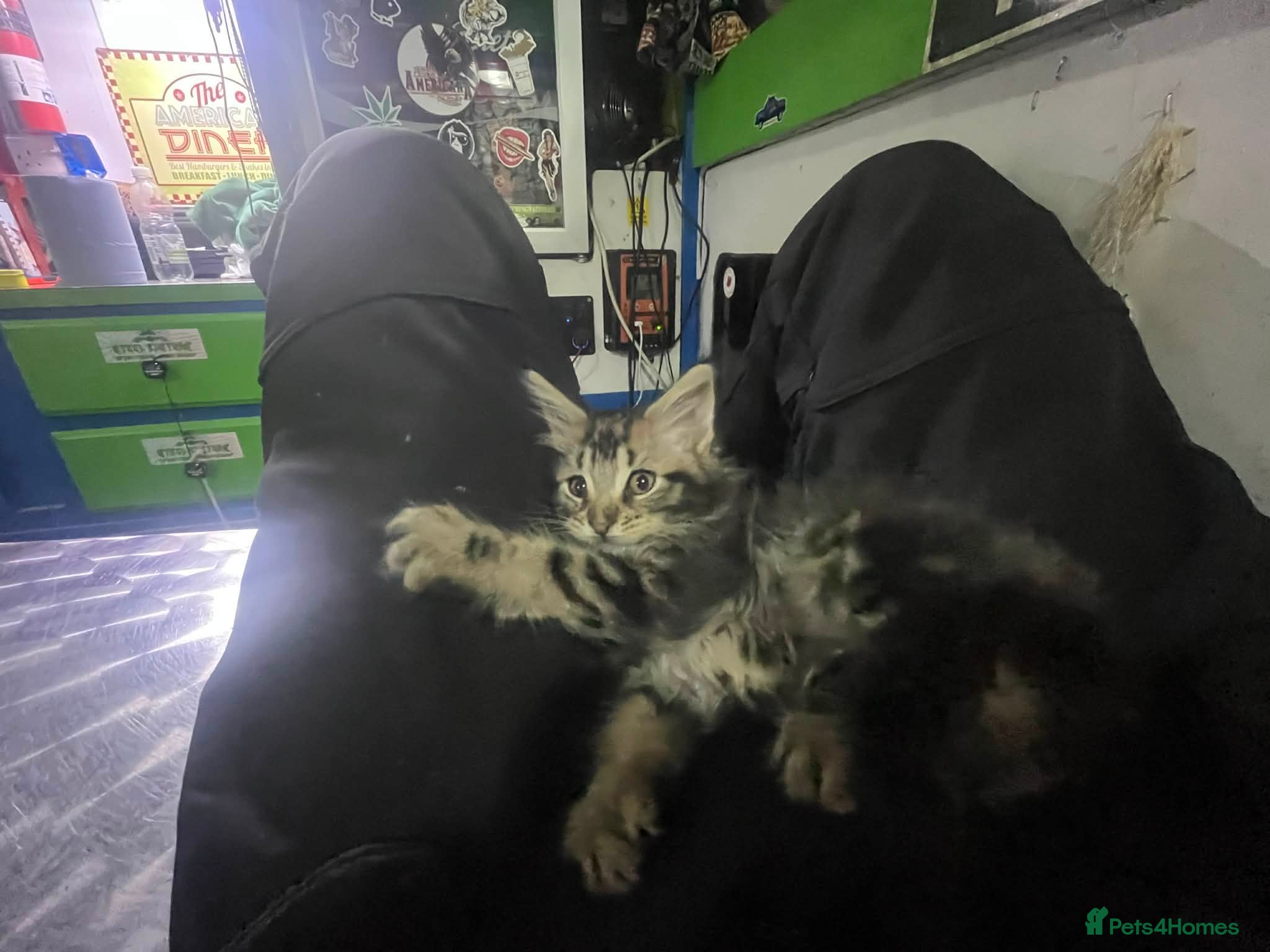 Maine Coon cats Maine coon kittens  - Advert 16