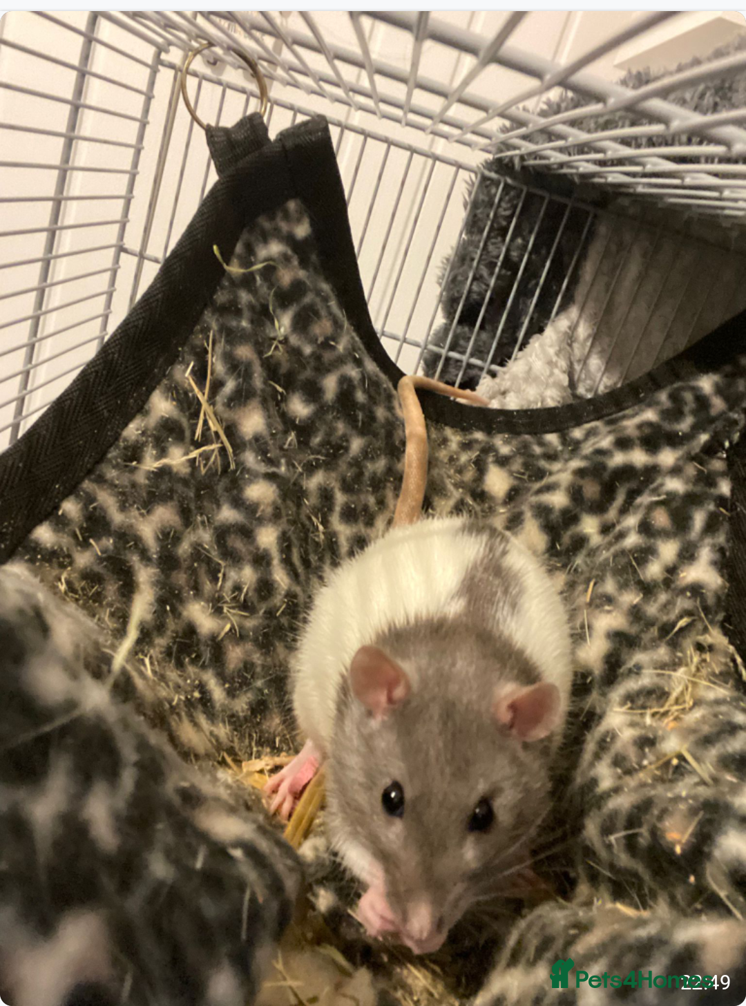 Rat rodents for sale: Rats & Rat Cage - Image 3