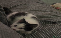 Mixed Breed cats for sale: One female white black kitten - Image 7