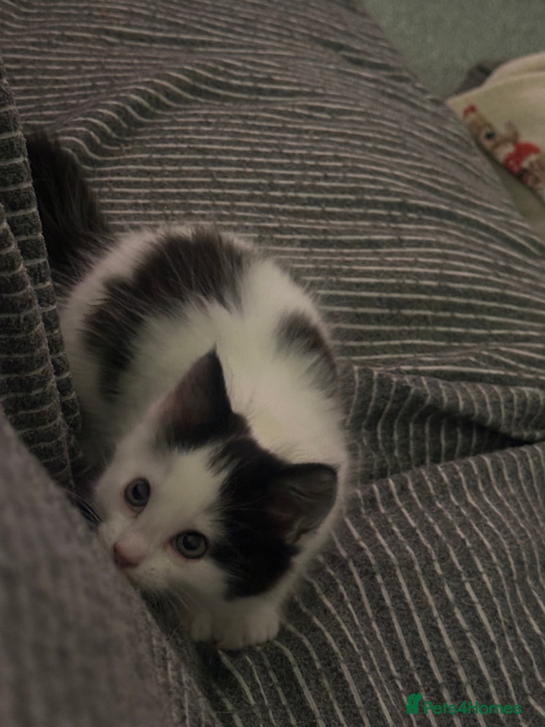 Mixed Breed cats for sale: One female white black kitten - Image 7
