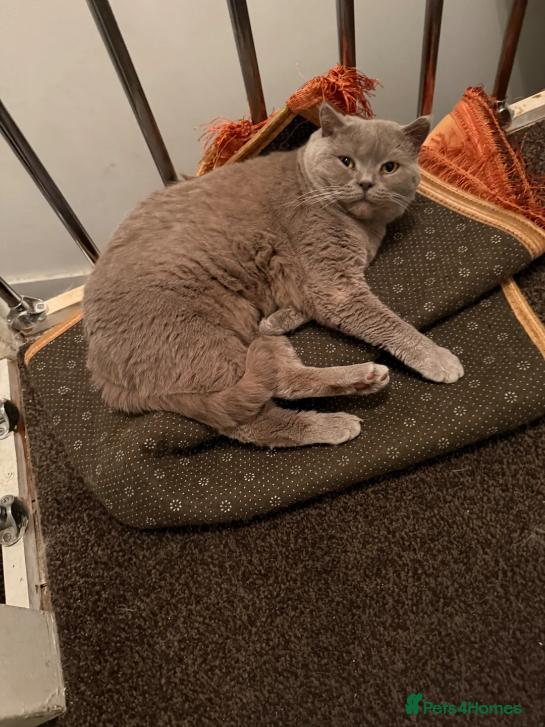 British Shorthair cats for sale: Rare Lilac British Shorthair Male Simba - Advert 2