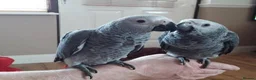 Parrots birds for sale: Intelligent Congo African Gray Parrots  - Advert 1