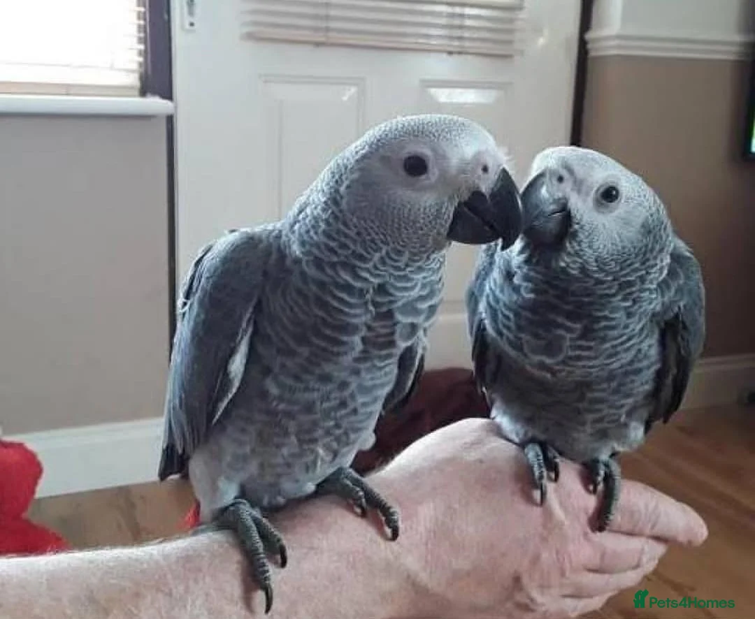 Parrots birds for sale: Intelligent Congo African Gray Parrots  - Advert 1