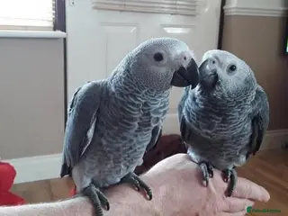 Parrots birds Intelligent Congo African Gray Parrots - Advert 2