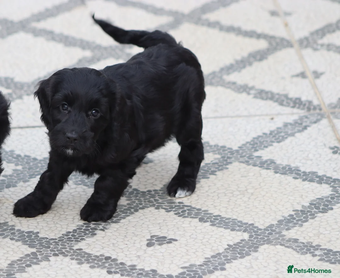 Cockapoo dogs for sale: F1 Cockapoo puppies for sale - Advert 4