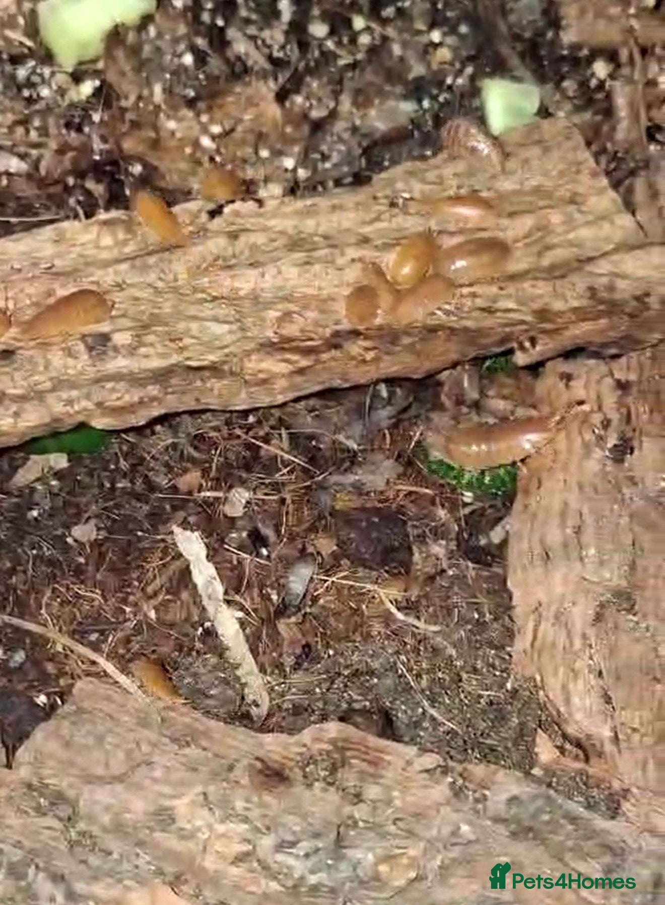 Isopods invertebrates Powder orange isopods - Advert 4