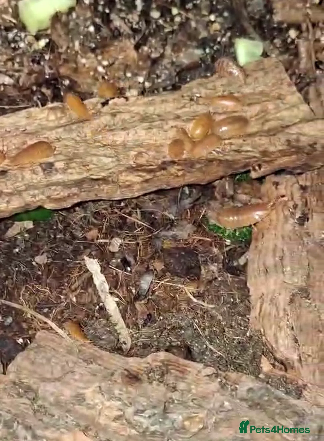 Isopods invertebrates for sale: Powder orange isopods in Glenrothes - Advert 1