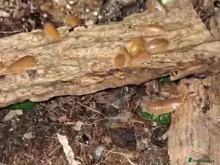 Isopods invertebrates Powder orange isopods - Advert 4