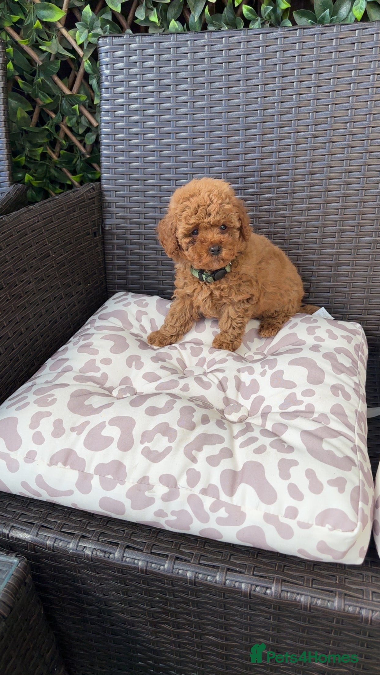 Toy Poodle dogs KC registered red toy poodle puppies  - Advert 13