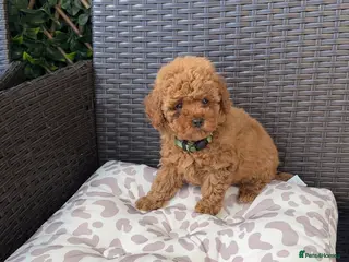 Toy Poodle dogs KC registered red toy poodle puppies - Advert 13