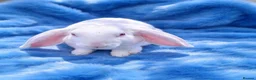 Rex rabbits for sale: Rare Velveteen youngsters - Advert 3