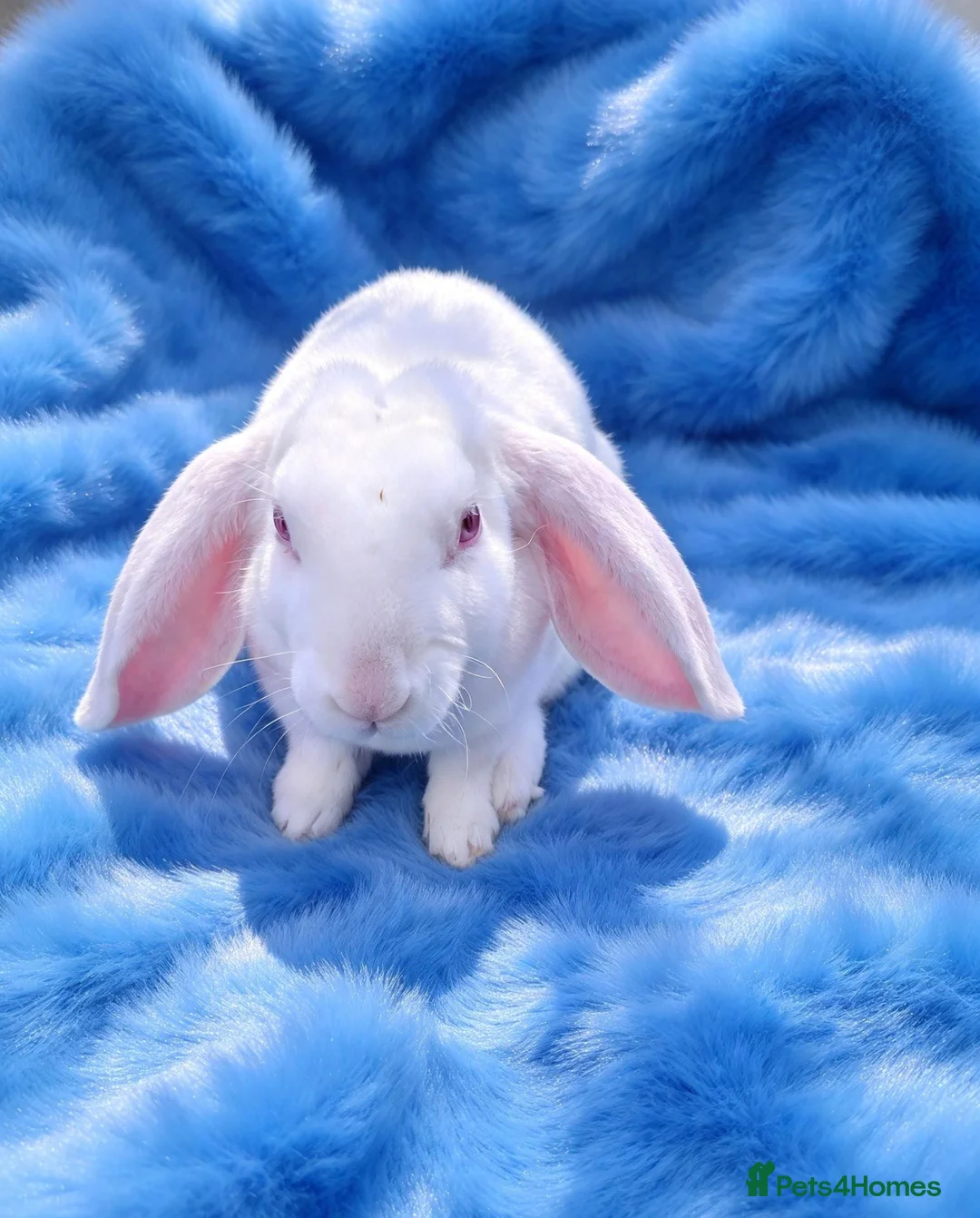 Rex rabbits for sale: Rare Velveteen youngsters - Advert 3