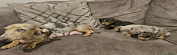Dachshund dogs for sale: 3 male dachshund for sale  - Advert 4