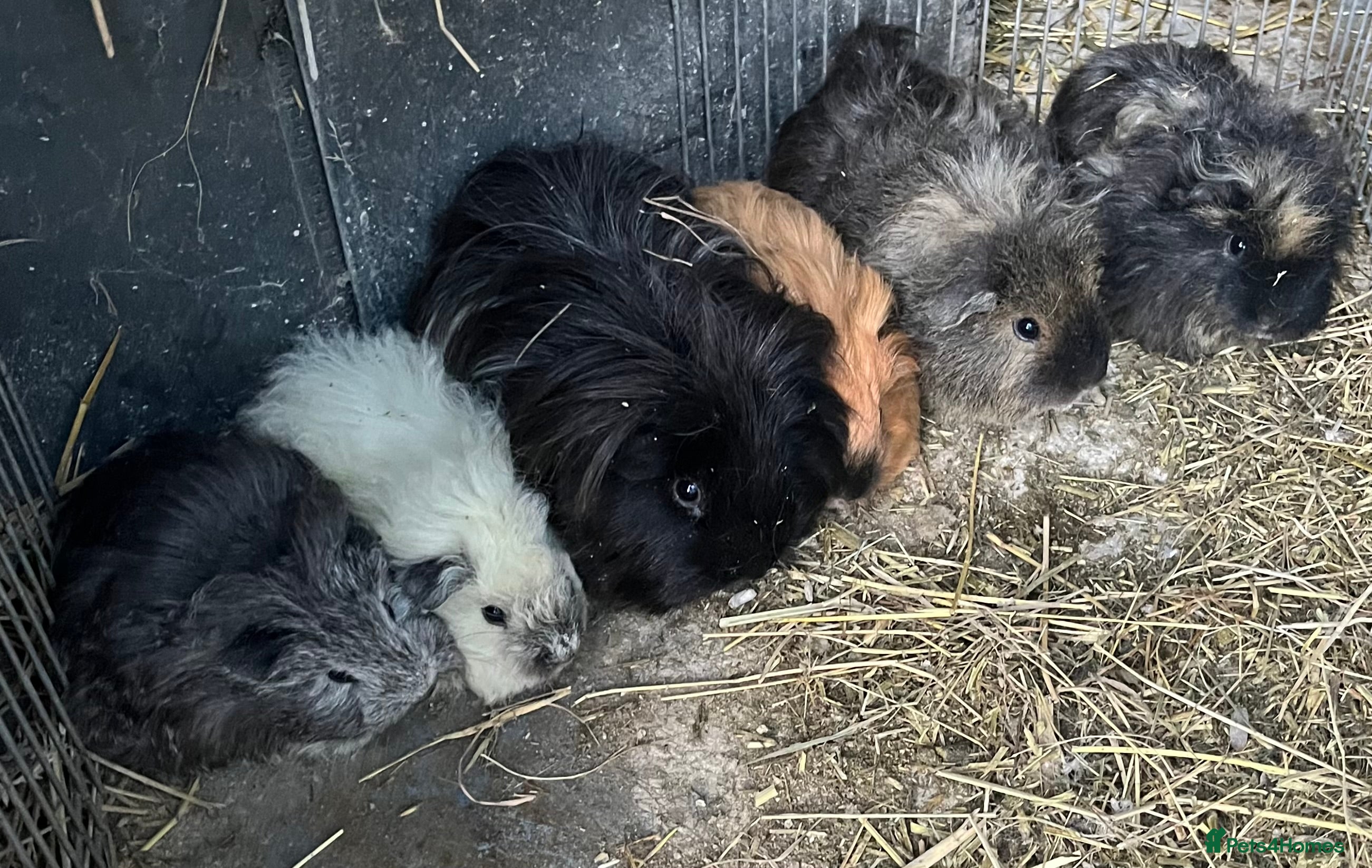 Guinea Pig rodents Baby guinea pigs, life time help and support.  - Advert 5