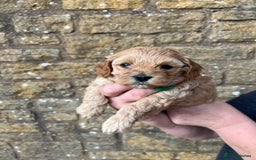 Cavachon dogs for sale: Cavapoochon puppies  - Image 26