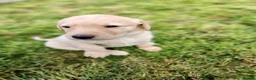 Labrador Retriever dogs for sale: Stunning, Well Bred Yellow Labrador Pups - Advert 14