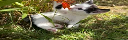 Mixed Breed cats for sale: 3 x Black & white kittens, 1 x boy, 2 x girl in Port Talbot - Advert 28