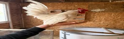 Chickens poultry for sale: Polish & silkie chicks  - Advert 5