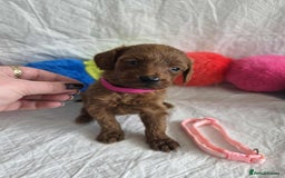 Goldendoodle dogs for sale: 👑Superb Rare Toy/Mini Deepest Red Goldendoodles👑 - Image 31