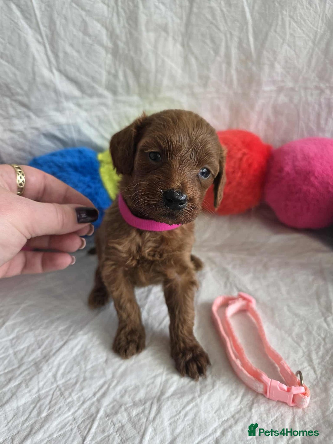 Goldendoodle dogs for sale: 👑Superb Rare Toy/Mini Deepest Red Goldendoodles👑 - Image 31