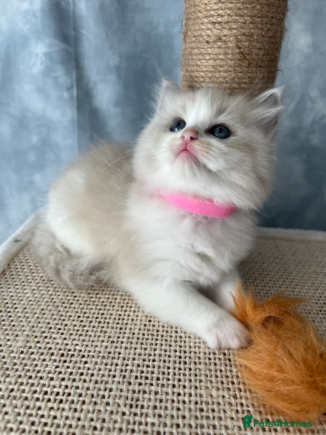 Ragdoll cats for sale: Unique patterned fluffy Ragdoll kittens - Image 14