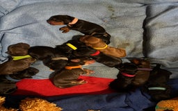 Cocker Spaniel dogs for sale: 🐾 Adorable Cocker Spaniel Puppies - Ready Soon!🐾 - Advert 3