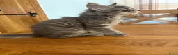 Maine Coon cats for sale: Home reared MaineCoon Pedigree Kittens  - Advert 10