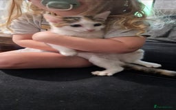 British Shorthair cats for sale: Female kitten 14 weeks ready now - Image 1