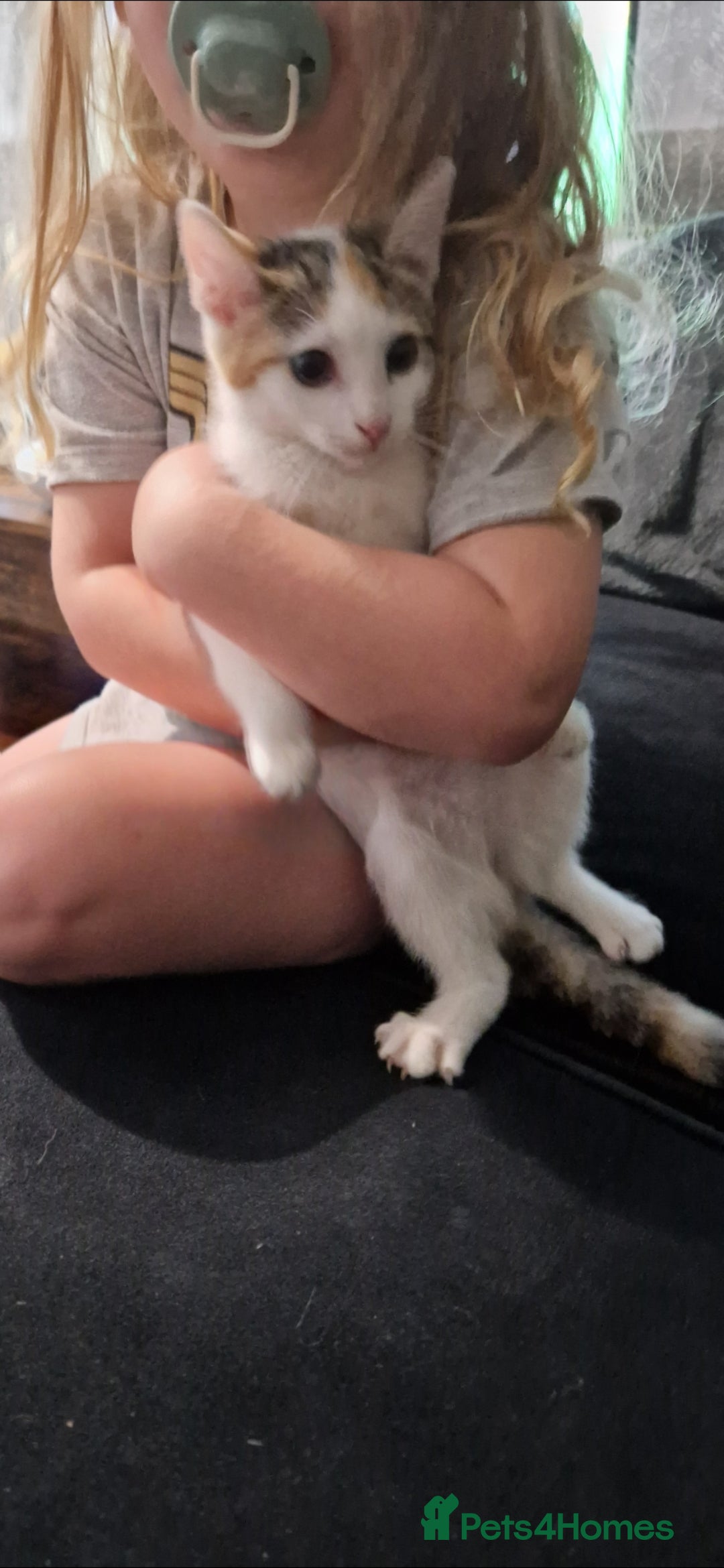 British Shorthair cats for sale: Female kitten 14 weeks ready now - Image 1