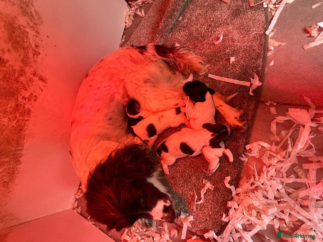 English Springer Spaniel dogs for sale: English springer spaniel puppies 🤎🤎 - Image 4