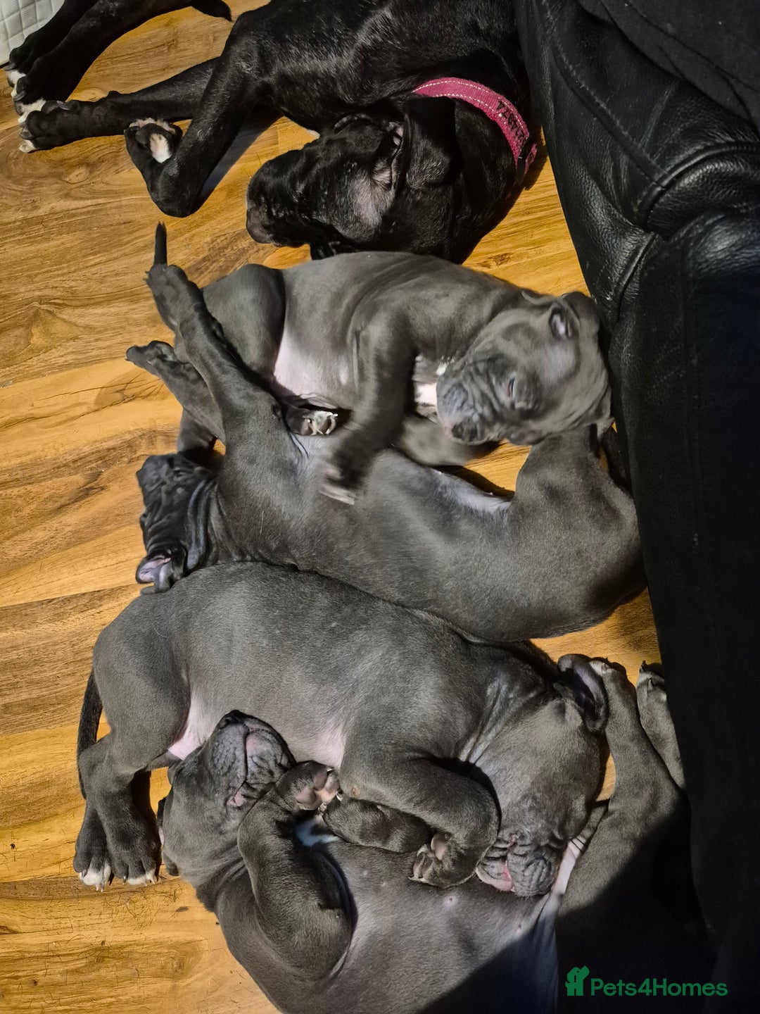 Cane Corso dogs for sale: Beautiful Blue Cane Corso Pups for Sale - Advert 2