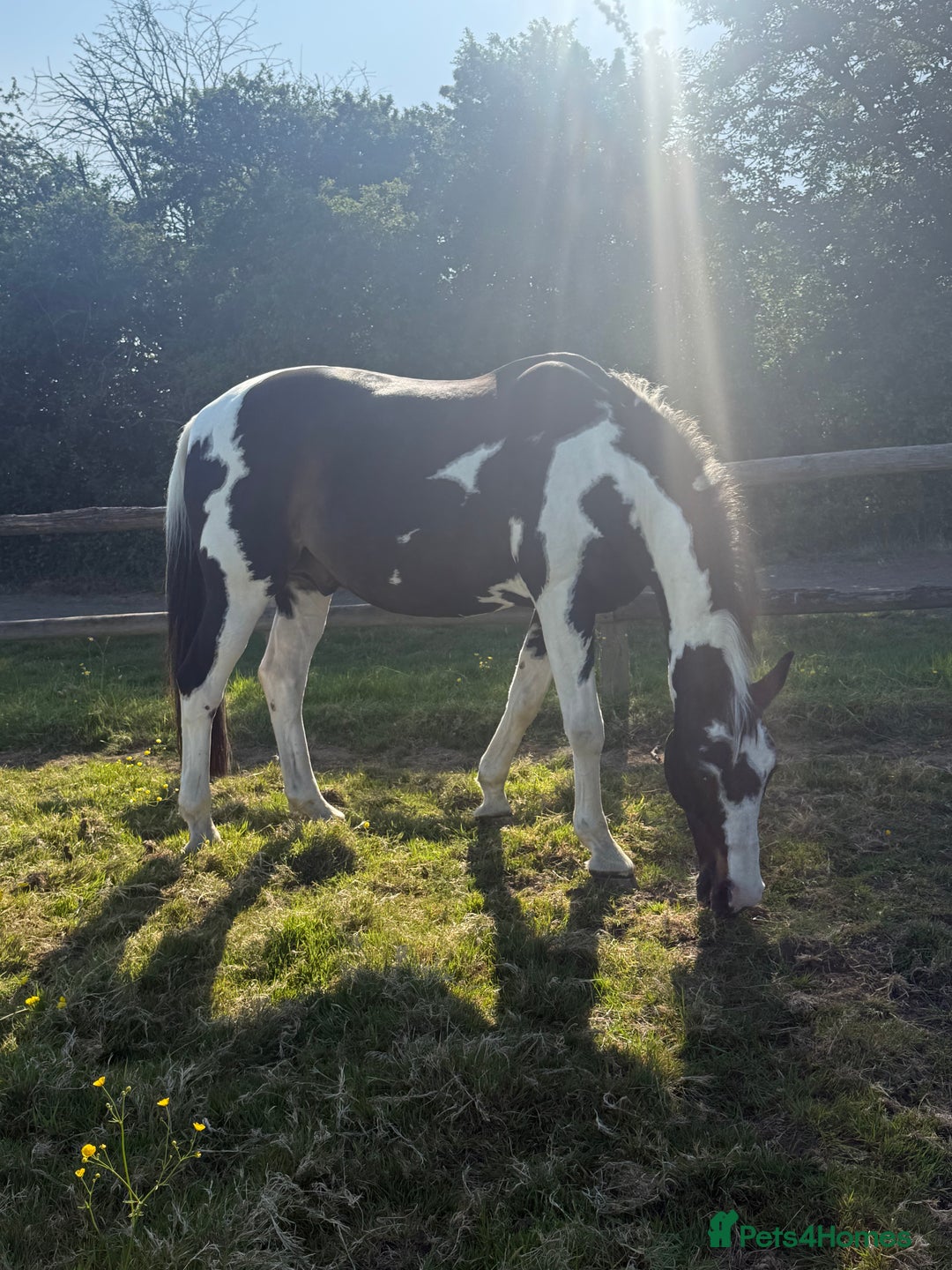 Holstein horses for sale: Fantastic veteran family horse  - Advert 7