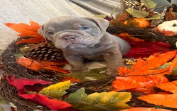 English Bulldog dogs for sale: Isabella and tri English bulldog puppy’s  - Image 7