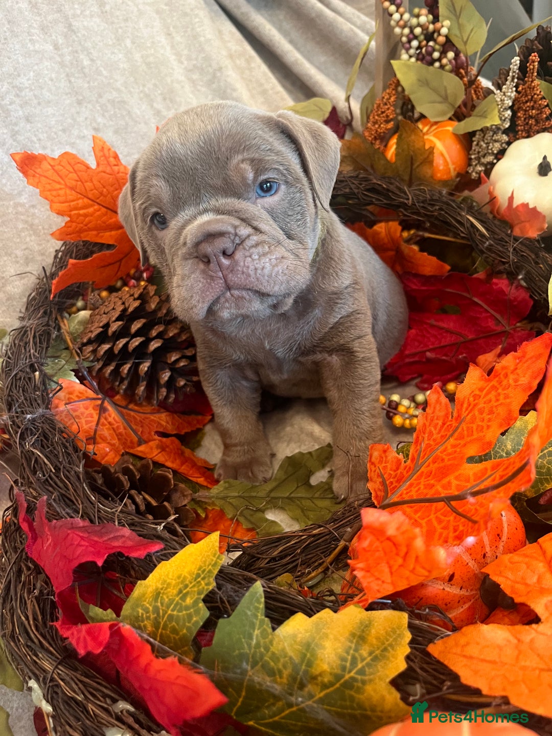 English Bulldog dogs for sale: Isabella and tri English bulldog puppy’s  - Image 7