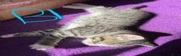 Mixed Breed cats for sale: Gorgeous kittens ready to leave now!  - Advert 9