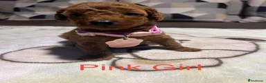 Pink girl