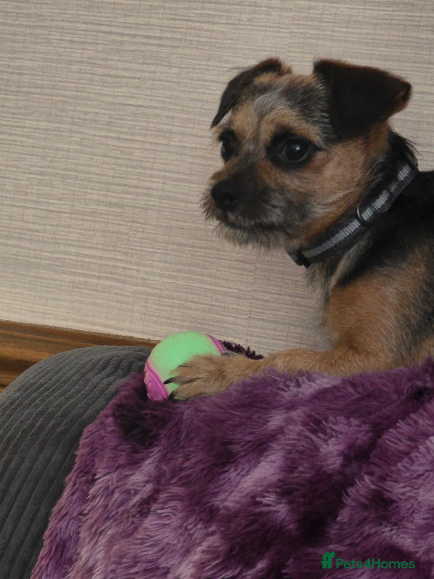 Mixed Breed dogs Border terrier x yorkie - Advert 1