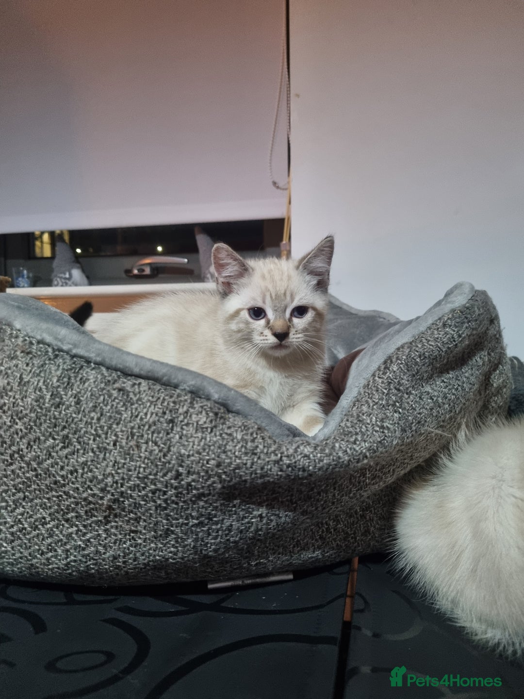 Ragdoll cats for sale: Ragdoll X Bengal - Image 13