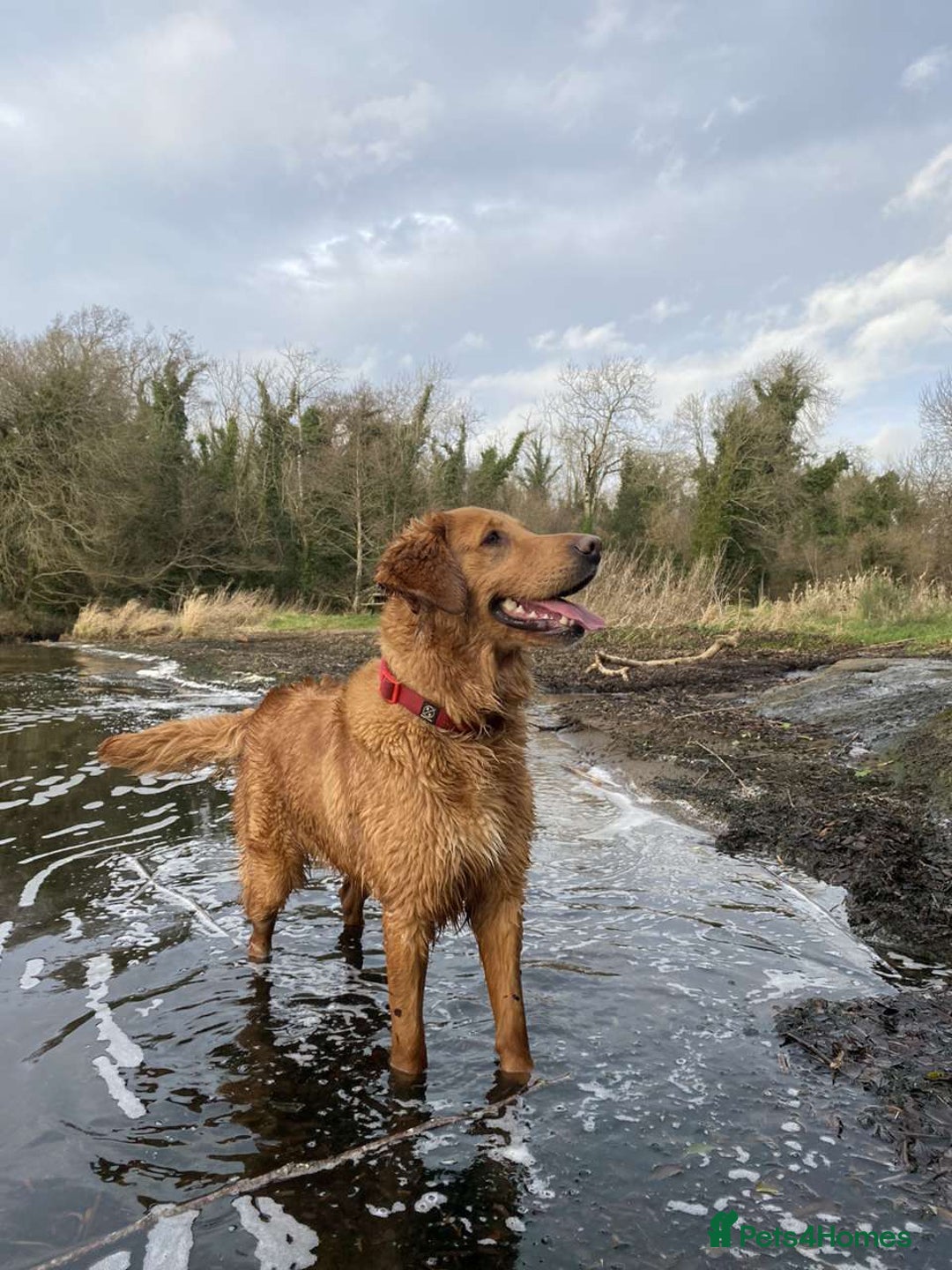 Golden Retriever dogs for sale: Red Working Line Pedigree Golden Retriever Pups - Advert 6
