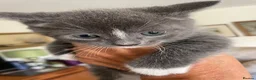 Mixed Breed cats for sale: Russian blue/British short hair  - Advert 9