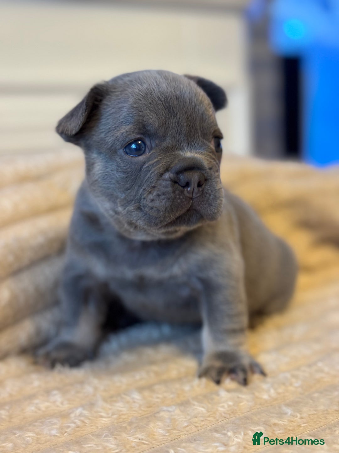 French Bulldog dogs for sale: AMAZING QUALITY FRENCH BULLDOG PUPS  - Advert 19