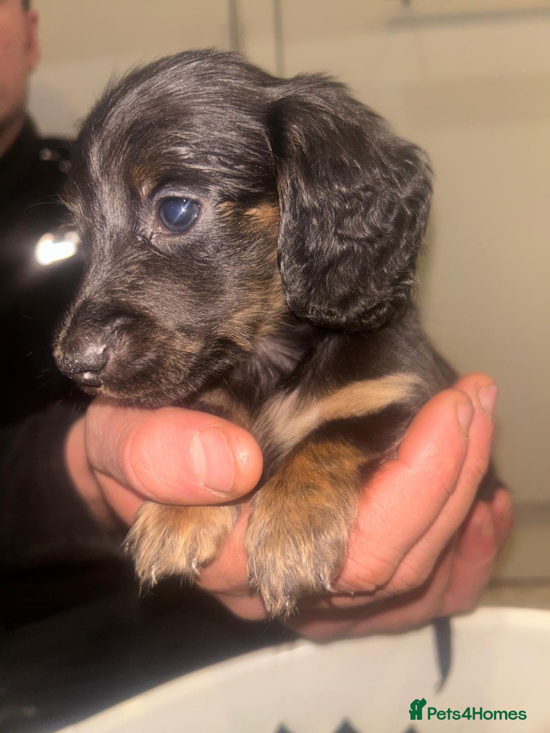 Miniature Dachshund dogs for sale: EXCEPTIONAL KC REG BRINDLE POINTED PUPS - Advert 10
