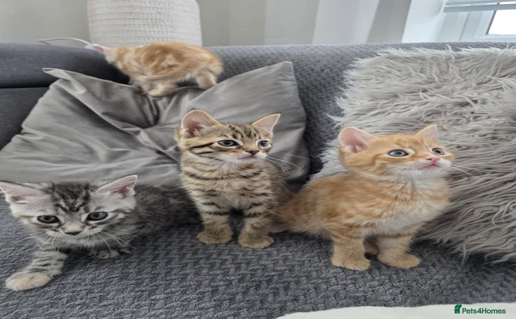 Maine Coon cats - Advert 10