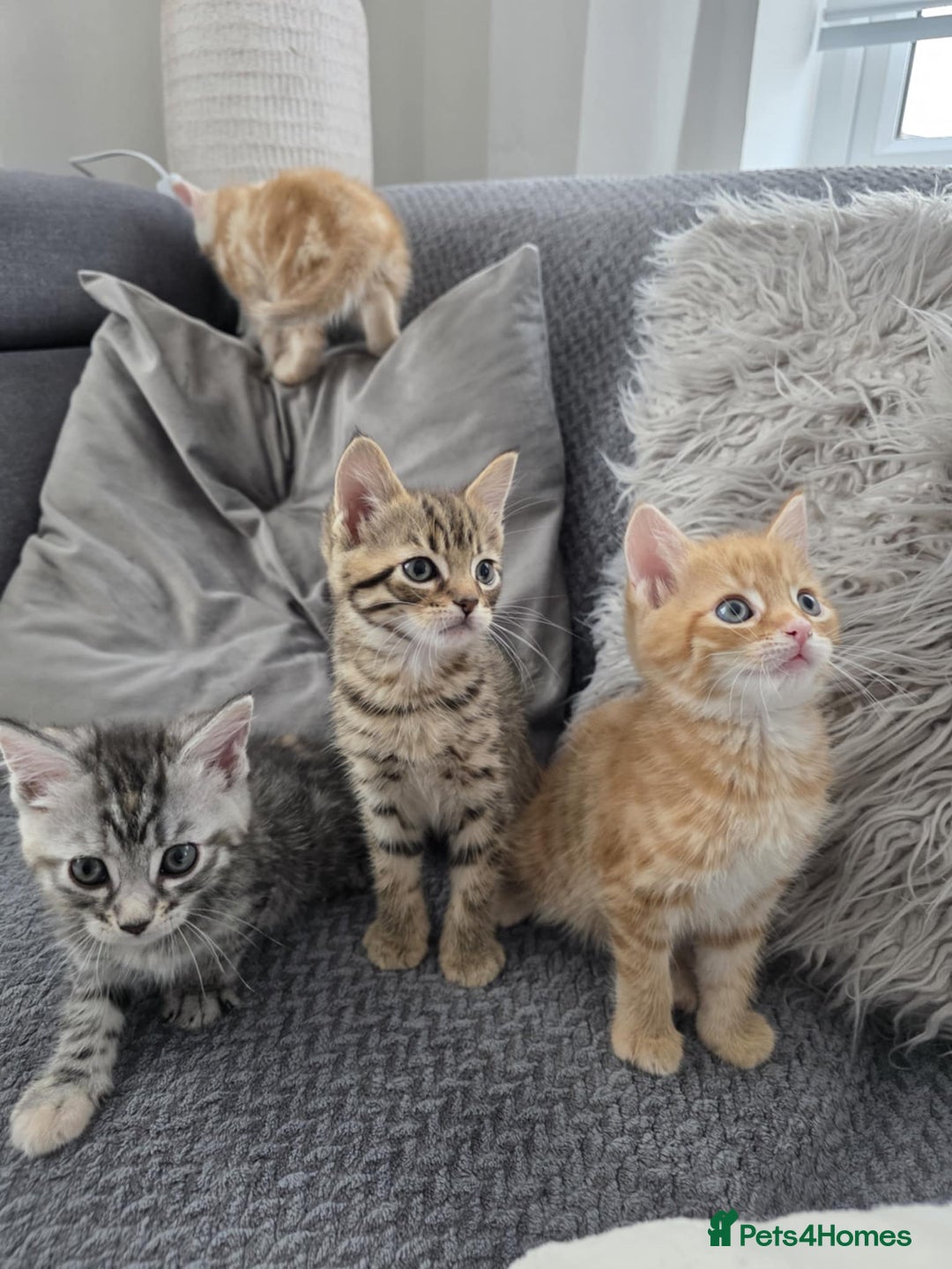 Maine Coon cats for sale: 🐾 Gorgeous Kittens Ready for Their Forever Homes - Image 2