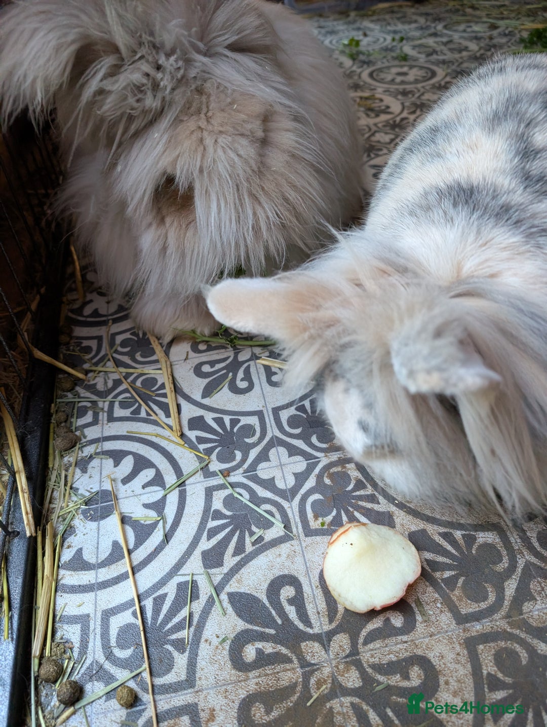 Angora rabbits for sale: Bonded pair of rabbits  - Advert 2