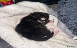 Mixed Breed cats for sale: 4 Gorgeous Kittens Ready for Their Forever Homes! - Image 5
